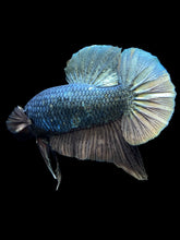 Load image into Gallery viewer, Male Halfmoon Plakat - Fancy Copper #1497 - Live Betta Fish (DEFECT SCALE)
