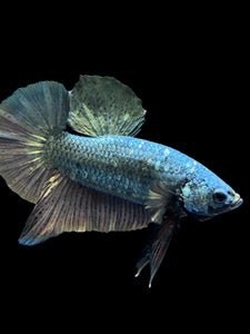 Male Halfmoon Plakat - Fancy Copper #1497 - Live Betta Fish (DEFECT SCALE)
