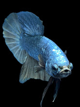 Load image into Gallery viewer, Male Halfmoon Plakat - Fancy Copper #1497 - Live Betta Fish (DEFECT SCALE)
