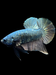 Male Halfmoon Plakat - Fancy Copper #1497 - Live Betta Fish (DEFECT SCALE)