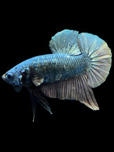 Load image into Gallery viewer, Male Halfmoon Plakat - Fancy Copper #1497 - Live Betta Fish (DEFECT SCALE)
