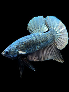 Male Halfmoon Plakat - Fancy Copper #1497 - Live Betta Fish (DEFECT SCALE)