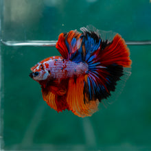 Load image into Gallery viewer, Male Halfmoon - Galaxy #1498 - Live Betta Fish
