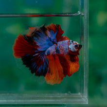 Load image into Gallery viewer, Male Halfmoon - Galaxy #1498 - Live Betta Fish
