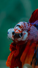 Load image into Gallery viewer, Male Halfmoon - Galaxy #1498 - Live Betta Fish
