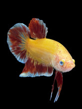 Load image into Gallery viewer, Male Halfmoon Plakat - Vanda #1498 - Live Betta Fish
