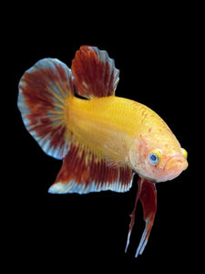 Male Halfmoon Plakat - Vanda #1498 - Live Betta Fish
