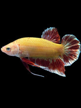 Load image into Gallery viewer, Male Halfmoon Plakat - Vanda #1498 - Live Betta Fish
