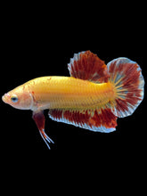 Load image into Gallery viewer, Male Halfmoon Plakat - Vanda #1498 - Live Betta Fish
