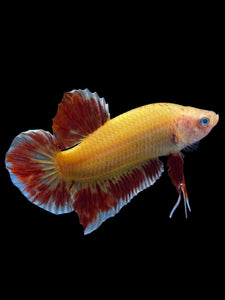 Male Halfmoon Plakat - Vanda #1498 - Live Betta Fish