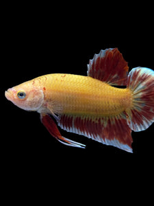 Male Halfmoon Plakat - Vanda #1498 - Live Betta Fish