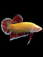 Load image into Gallery viewer, Male Halfmoon Plakat - Vanda #1498 - Live Betta Fish
