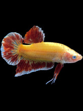 Load image into Gallery viewer, Male Halfmoon Plakat - Vanda #1498 - Live Betta Fish
