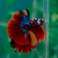 Load image into Gallery viewer, Male Halfmoon - Multicolor #1499 - Live Betta Fish
