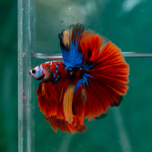 Load image into Gallery viewer, Male Halfmoon - Multicolor #1499 - Live Betta Fish

