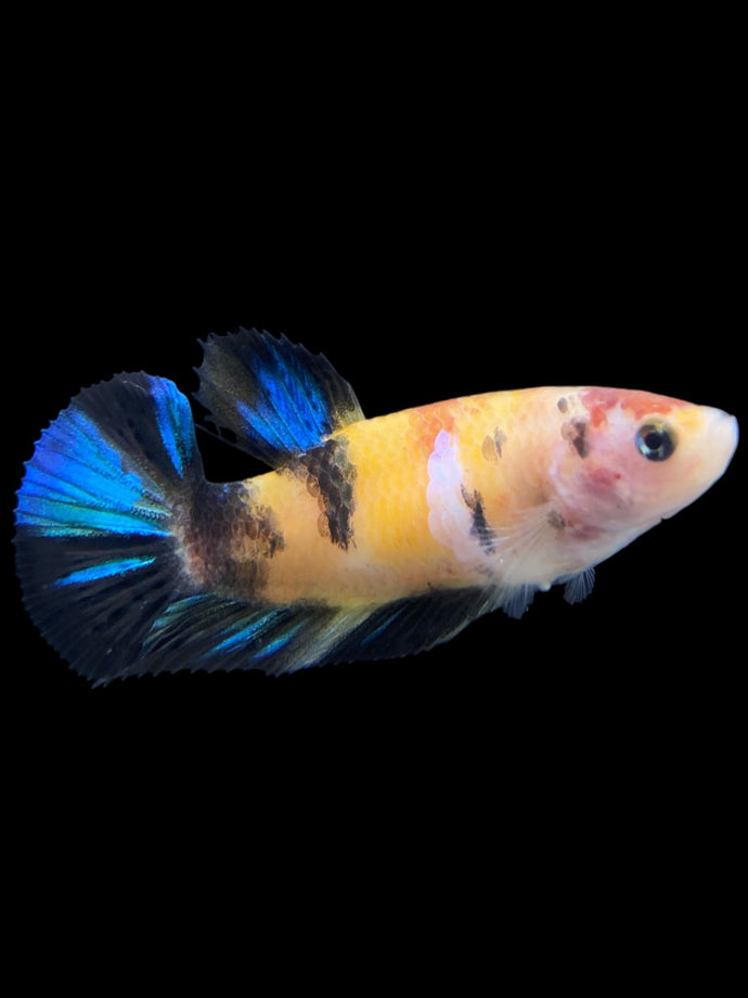 Female Halfmoon Plakat - Galaxy #149 - Live Betta Fish