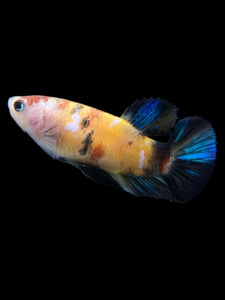 Female Halfmoon Plakat - Galaxy #149 - Live Betta Fish