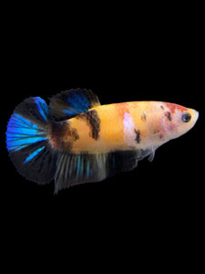 Female Halfmoon Plakat - Galaxy #149 - Live Betta Fish