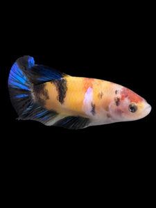 Female Halfmoon Plakat - Galaxy #149 - Live Betta Fish