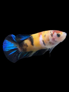 Female Halfmoon Plakat - Galaxy #149 - Live Betta Fish