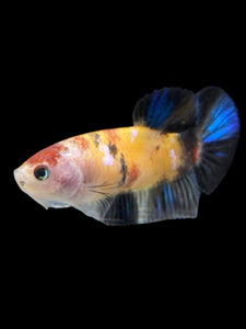 Female Halfmoon Plakat - Galaxy #149 - Live Betta Fish