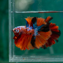 Load image into Gallery viewer, Male Rosetail - Galaxy #1500 - Live Betta Fish
