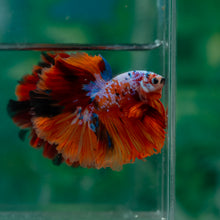 Load image into Gallery viewer, Male Rosetail - Galaxy #1500 - Live Betta Fish
