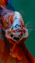 Load image into Gallery viewer, Male Rosetail - Galaxy #1500 - Live Betta Fish
