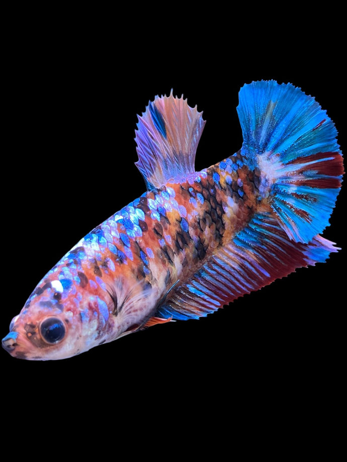 GIANT Female Halfmoon Plakat - Multicolor #1500 Live Betta Fish