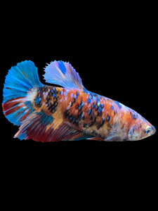 GIANT Female Halfmoon Plakat - Multicolor #1500 Live Betta Fish
