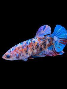 GIANT Female Halfmoon Plakat - Multicolor #1500 Live Betta Fish