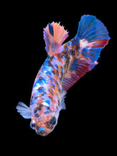 Load image into Gallery viewer, GIANT Female Halfmoon Plakat - Multicolor #1500 Live Betta Fish
