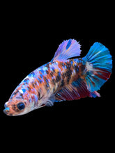 Load image into Gallery viewer, GIANT Female Halfmoon Plakat - Multicolor #1500 Live Betta Fish
