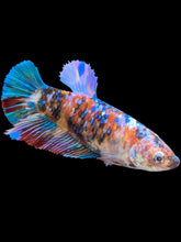 Load image into Gallery viewer, GIANT Female Halfmoon Plakat - Multicolor #1500 Live Betta Fish
