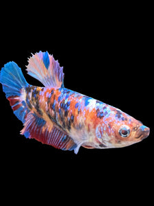 GIANT Female Halfmoon Plakat - Multicolor #1500 Live Betta Fish