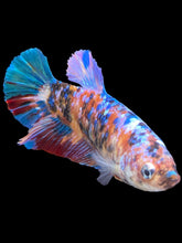 Load image into Gallery viewer, GIANT Female Halfmoon Plakat - Multicolor #1500 Live Betta Fish
