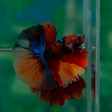 Load image into Gallery viewer, Male Halfmoon - Galaxy #1501 - Live Betta Fish
