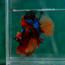 Load image into Gallery viewer, Male Halfmoon - Galaxy #1501 - Live Betta Fish
