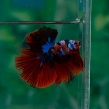 Load image into Gallery viewer, Male Halfmoon - Galaxy #1502 - Live Betta Fish
