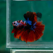 Load image into Gallery viewer, Male Halfmoon - Galaxy #1502 - Live Betta Fish
