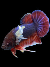 Load image into Gallery viewer, GIANT Male Halfmoon Plakat - Dumbo #1502 - Live Betta Fish
