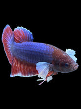 Load image into Gallery viewer, GIANT Male Halfmoon Plakat - Dumbo #1502 - Live Betta Fish
