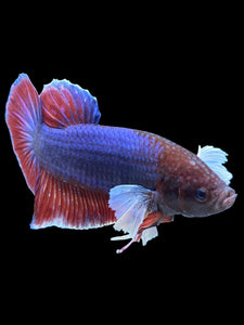 GIANT Male Halfmoon Plakat - Dumbo #1502 - Live Betta Fish