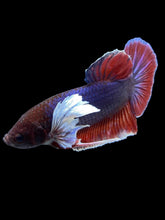 Load image into Gallery viewer, GIANT Male Halfmoon Plakat - Dumbo #1502 - Live Betta Fish
