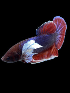GIANT Male Halfmoon Plakat - Dumbo #1502 - Live Betta Fish