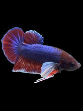 Load image into Gallery viewer, GIANT Male Halfmoon Plakat - Dumbo #1502 - Live Betta Fish
