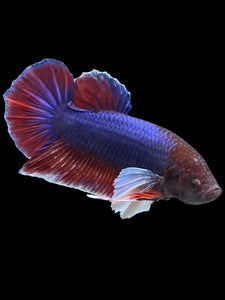 GIANT Male Halfmoon Plakat - Dumbo #1502 - Live Betta Fish