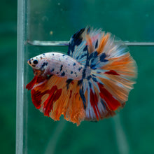 Load image into Gallery viewer, Male Halfmoon - Candy #1503 - Live Betta Fish
