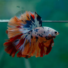 Load image into Gallery viewer, Male Halfmoon - Candy #1503 - Live Betta Fish
