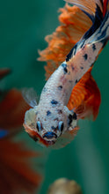 Load image into Gallery viewer, Male Halfmoon - Candy #1503 - Live Betta Fish
